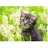 Image de Chaton dans la prairie Ravensburger 12000367