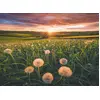 Image de Puzzle de 500 pièces « Pissenlits au crépuscule ». À partir de 12 ans. Puzzle de qualité supérieure. 12000592. Ravensburger