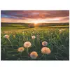 Image de Ravensburger-Puzzle 500 pieces-Pissenlits au crépuscule-Des 12 ans-Puzzle de qualité supérieure-12000592 - Neuf