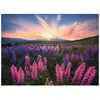 Image de Ravensburger-Puzzle 500 pieces-Les lupins (Nature edition)-Des 12 ans - Puzzle de qualité supérieure-12000688 - Neuf