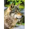 Image de Nathan Puzzle Loup gris européen - 1000 pièces Puzzle adulte