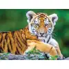 Image de Nathan pièces XXL - Tigre - 150 pièces