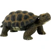 Image de Tortue