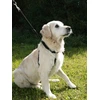 Image de Harnais pour chien Maxi Leader avec protection des aisselles noir 55-80 cm