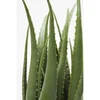 Image de Plante décorative Aloe 69cm Kare Design