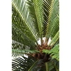 Image de Plante décorative Cycas 78cm Kare Design