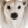 Image de Table d'appoint Animal Ours Polaire Kare Design