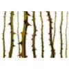 Image de Papier Peint Panoramique Original Nature Tapisserie Panoramique Vert Motif Épine Pour Salon Papier Peint Panoramique Vert & Blanc Pour Couloir - Orange, Rouge, Turquoise, Violet