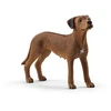 Image de SLH Rhodesian Ridgeback 20' 13895 07229