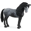 Image de Animal de compagnie - jument andalouse