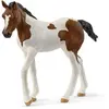 Image de Poulain Paint Horse