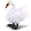 Image de COLLECTA Swan