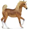 Image de COLLECTA Jument - hongre arabe