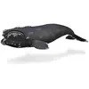 Image de COLLECTA Baleine franche de l'Atlantique Nord - (XL)