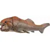 Image de Antécédents : Dunkleosteus 28 cm brun