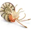 Image de COLLECTA Pleuroceras Ammonite - (XL)