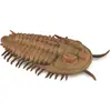 Image de COLLECTA Trilobite Redlichia Rex