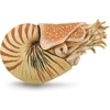 Image de Collecta Speeldier Prehistorie Nautilus 10 cm Abs Beige