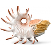 Image de COLLECTIONNER Cooperoceras