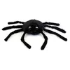 Image de Globe Trotoys PTIPOTOS l'araignée noire 15 cm