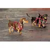 Image de Kentucky Dogwear harnais pour chien Active Velvet Beige XL (48-70cm)
