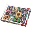 Image de Puzzle Trefl 1000 Portraits De Chien Drôles 10462