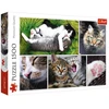 Image de Trefl, puzzle, trucs de chats, 1500 pièces, collage, qualité supérieure, pour adultes et enfants à partir de 12 ans