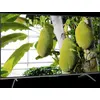 Image de TCL QLED810L 65QLED810L, 165,1 cm (65 pouces), 3840 x 2160 pixels, technologie QD-Mini LED, télévision intelligente, Wi-Fi, couleur noire