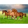 Image de Castorland Puzzle Chevaux - 500 pièces Puzzle pour enfants
