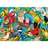 Image de Puzzle 1000 pièces Enjoy   Feathered Fenzy