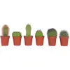 Image de Mélange de mini cactus - Set de 6 - Cactus - Hauteur 5-10cm - 5,5cm