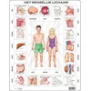 Image de Larsen Le corps humain, 35pcs.