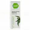 Image de PHARMASCIENCE Huile essentielle d'Eucalyptus radiata bio flacon 10 ml