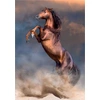Image de Puzzle CLE 500 HQ Cheval sauvage 35521
