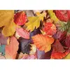 Image de Magnolia Puzzle Feuilles colorées - 1000 Teile Puzzle