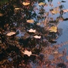Image de Ubbink PondNet filet anti-feuilles 4 x 6 m vert
