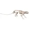 Image de Squelette de rat 35cm