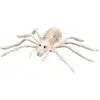 Image de Squelette d'araignÃ©e 23 x14cm