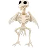 Image de Squelette d'Oiseau