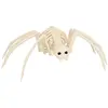 Image de Squelette de AraignÃ©e
