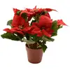 Image de Plante Artificielle Poinsettia Ø27x27cm Basics