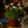 Image de Lumière Solaire Piquet Assortie éclairage Décoratif Solaire Autonome - Lumineo