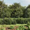 Image de vidaXL Clôture grillagée Anthracite 1,4x25 m Acier galvanisé