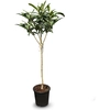 Image de Nèfle du Japon, Eriobotrya Japonica, Nèfle 150 cm Mispero, Argelino