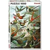 Image de PIATNIK Colibris Puzzle 1000 pièces