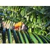 Image de EUGY 3D Bastelset Tukan (Miniatur-Tierfigur, aus Wellkarton) 650115