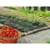 Image de Film de paillage spécial fraises "Fresafilm" - 1,40 x 10 m
