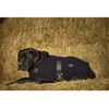 Image de Couverture pour chien polaire Diego & Louna Teddy Noir 31 cm/12" 409030231