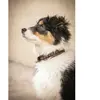 Image de Collier pour chien Penelope Point Sellier Marron 50 cm 409823050