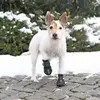 Image de Paire de protège-pattes pour chien Trixie Walker Active Noir S/M 19462